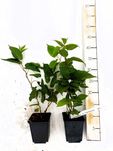 Actinidia Issai | Dr. Szymanowski| Mini Kiwi | P9 | certyfikat CAC