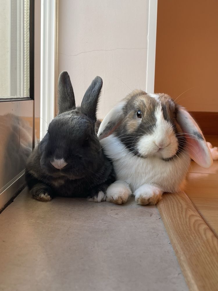 Casal de coelhos