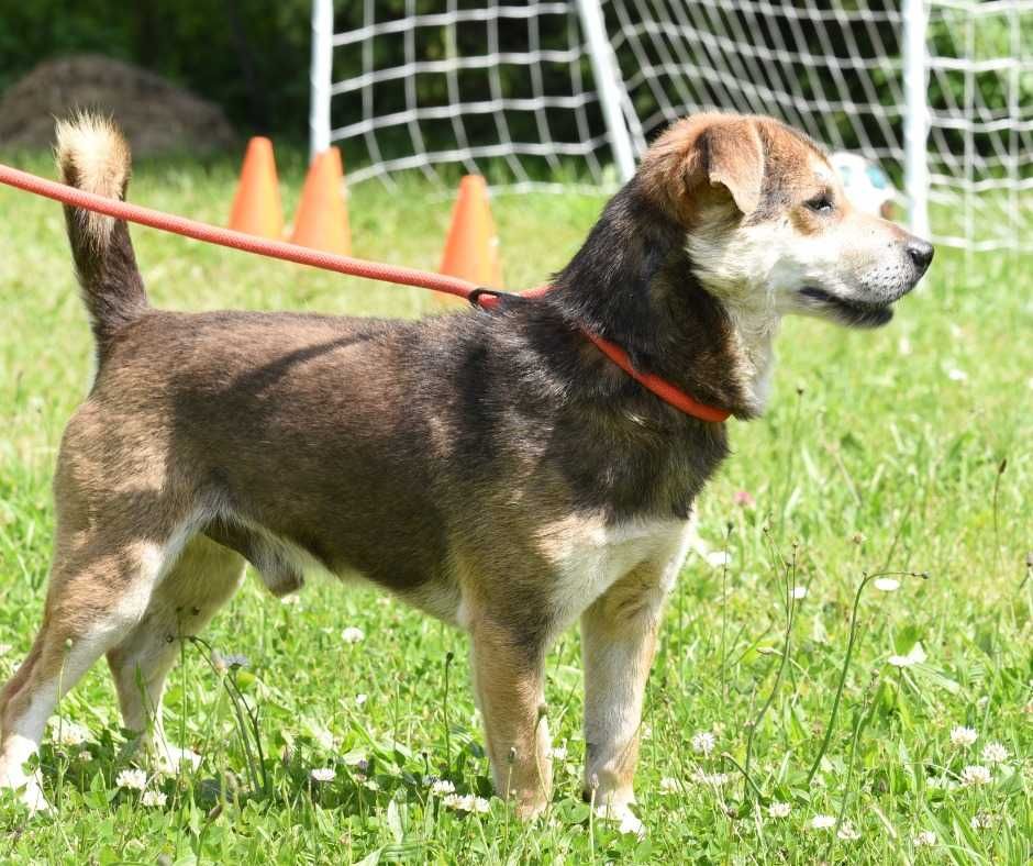 Smaczek - mały piesek do adopcji