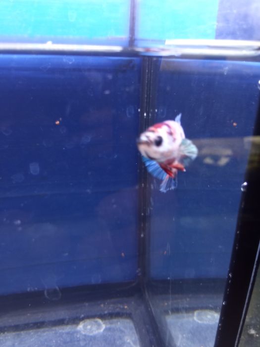 Продам петухов кои