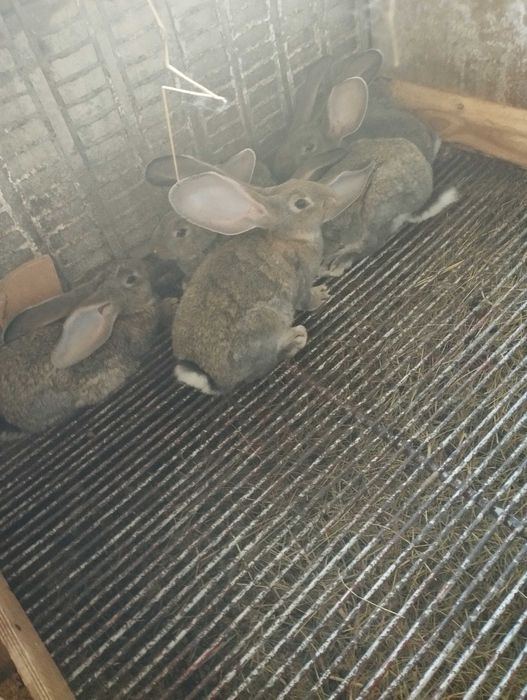 Młody tegoroczny belgijski olbrzym szary