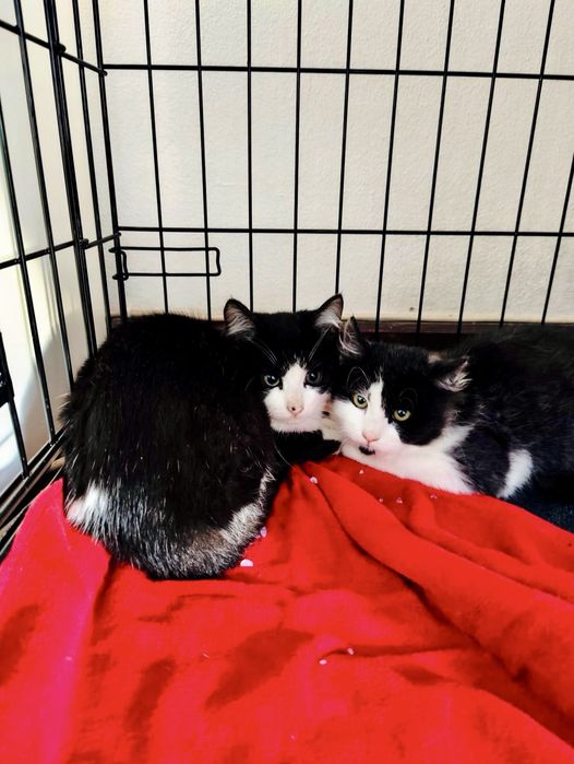 Bebés com cerca de 2/3 meses para adoção responsável