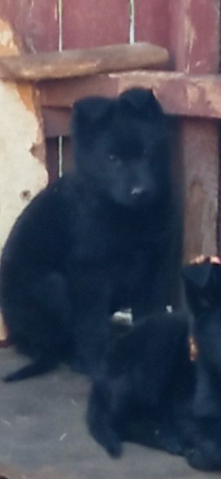 Чорні німецькі вівчарки