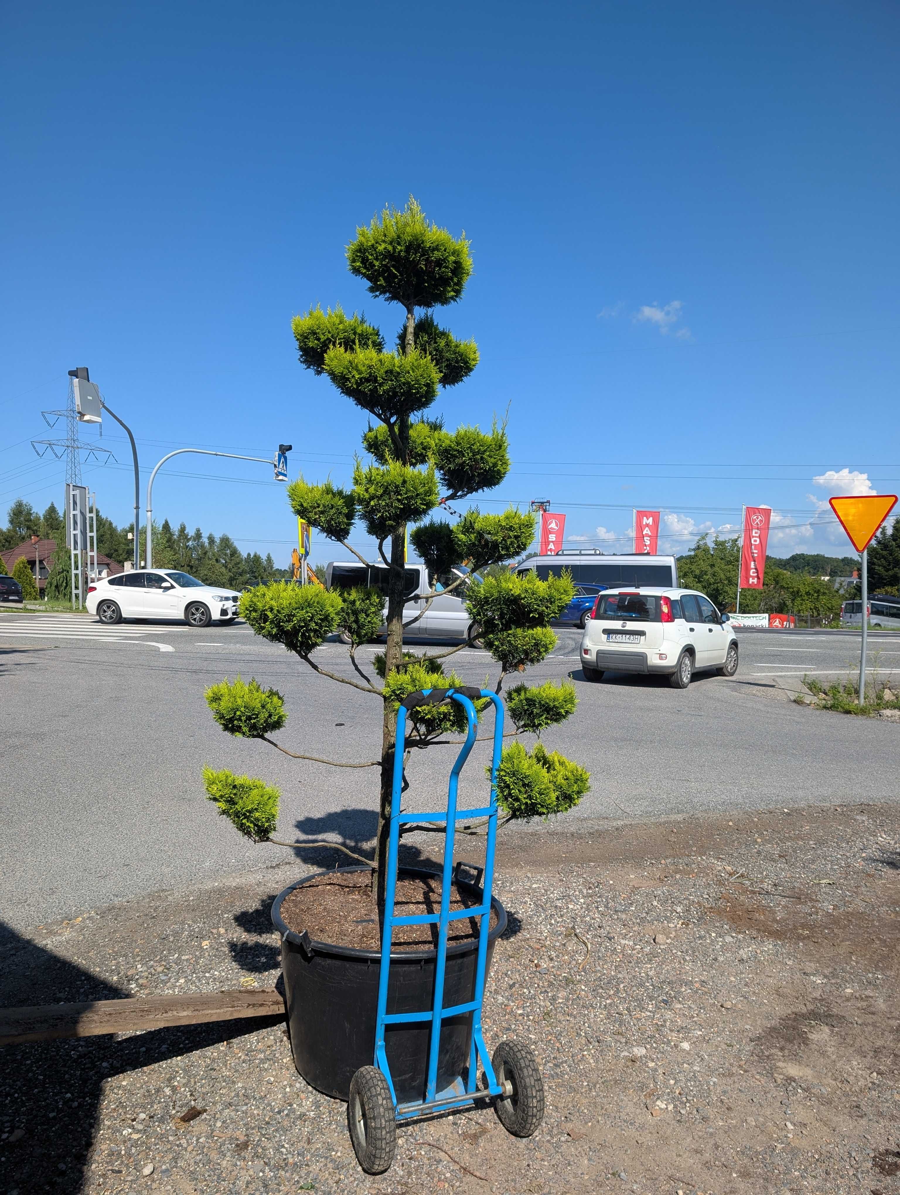 Bonsai -cyprysik 2, 5 m wysokości