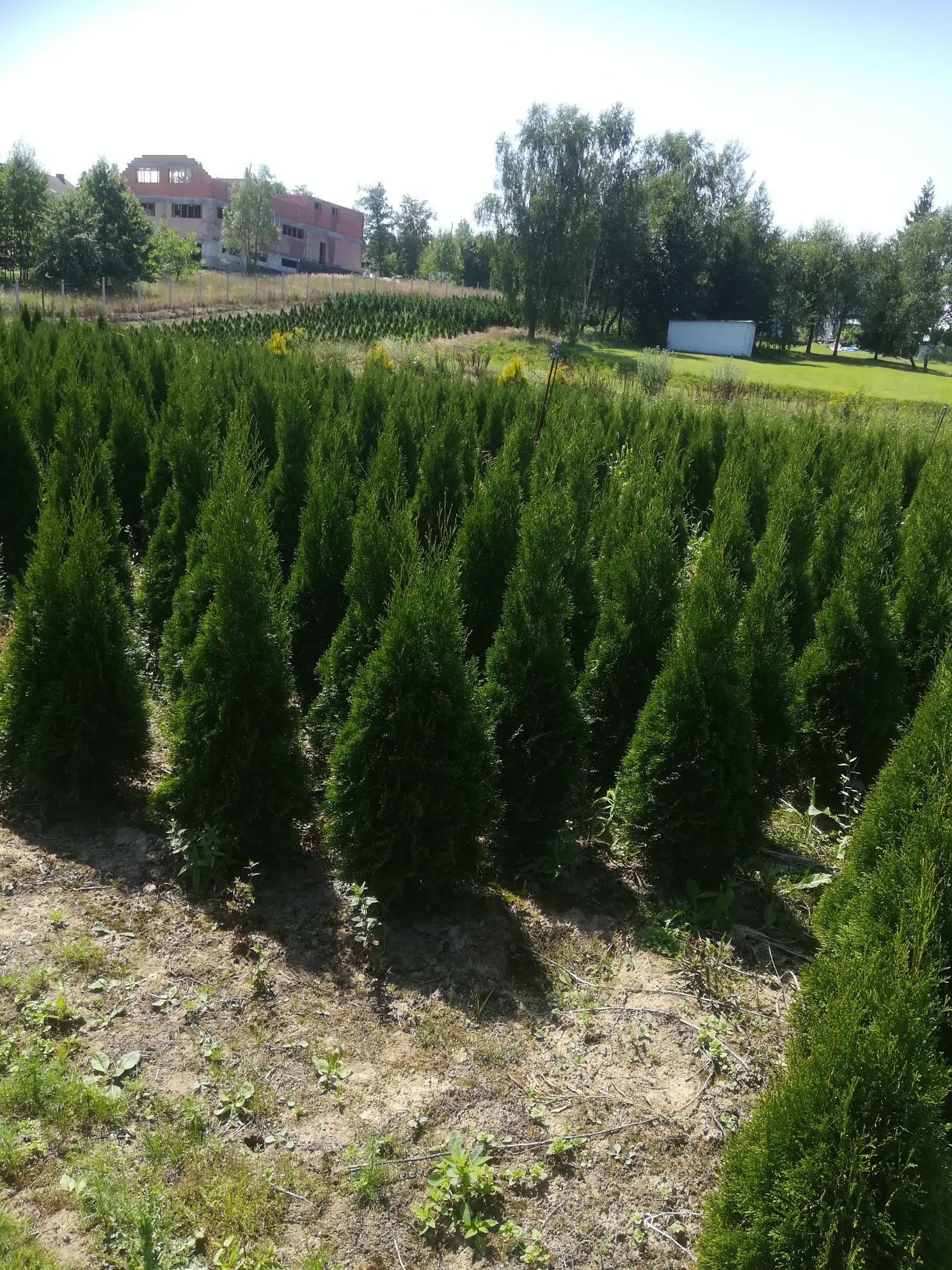 Tuja thuja tuje szmaragd 100 cm