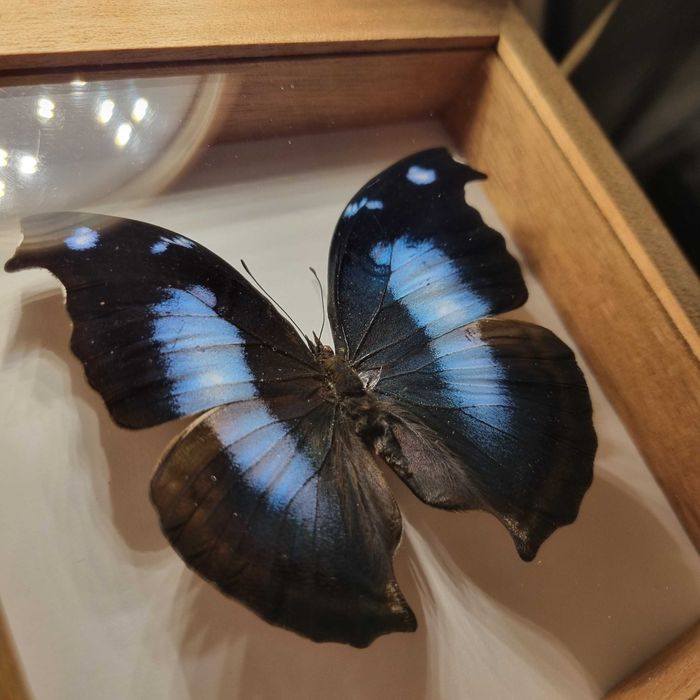 SPREPAROWANY MOTYL W RAMCE - Napeocles jucunda, samiec