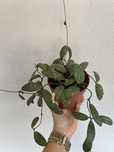 Vendo hoya sigitalis vaso de 12cm