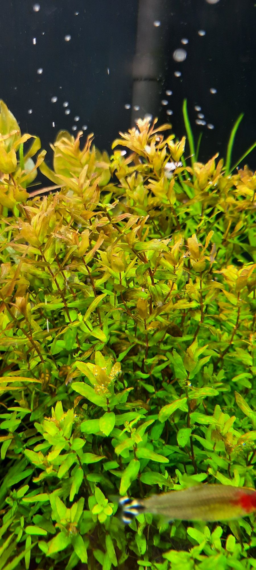 Rotala macranda green roślina akwariowa