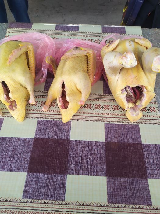 Продам утят і гусей