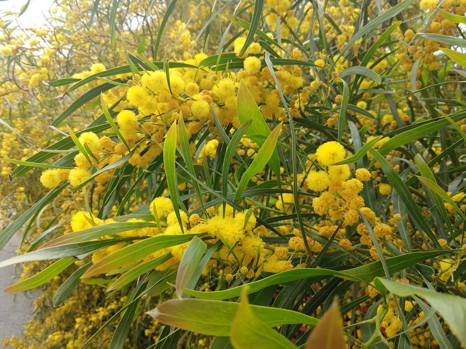 Вербова акація, насіння