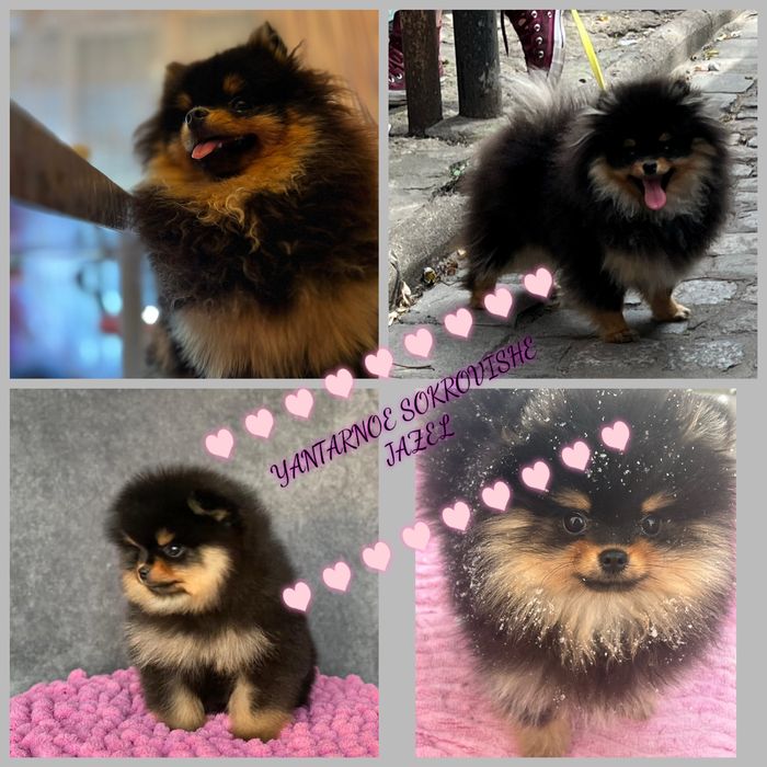 Pomeranian miniaturowy- misiek Baddy
