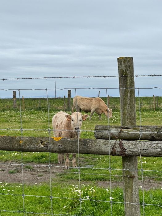 Vacas Charolesas
