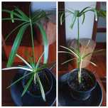 Papirus cibora papirusowa variegata