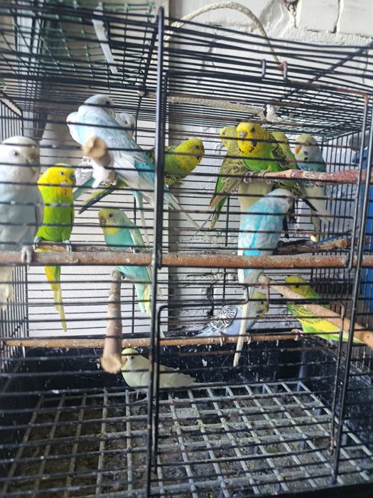 Papugi faliste ptaki