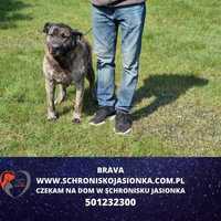 Bravia -do adopcji