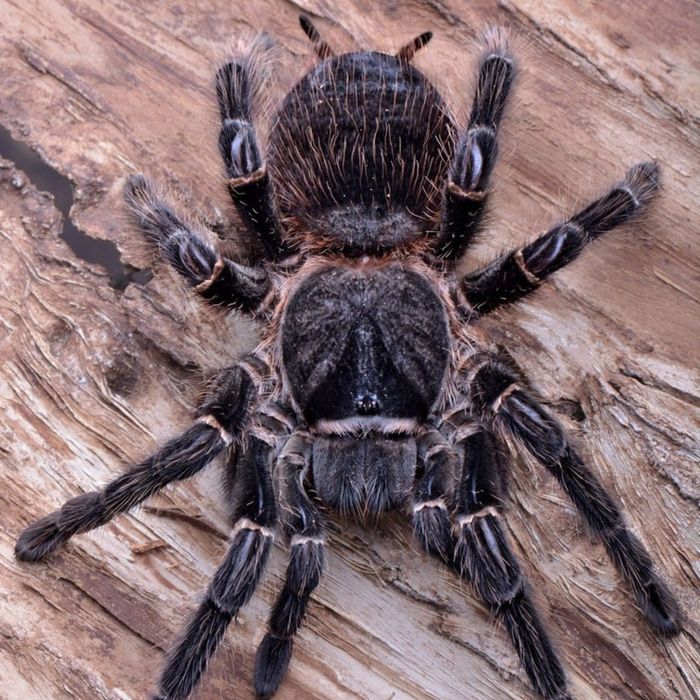 Lasiodora parahybana. Ptasznik olbrzymi. 2,5 / 3 DC (NS)