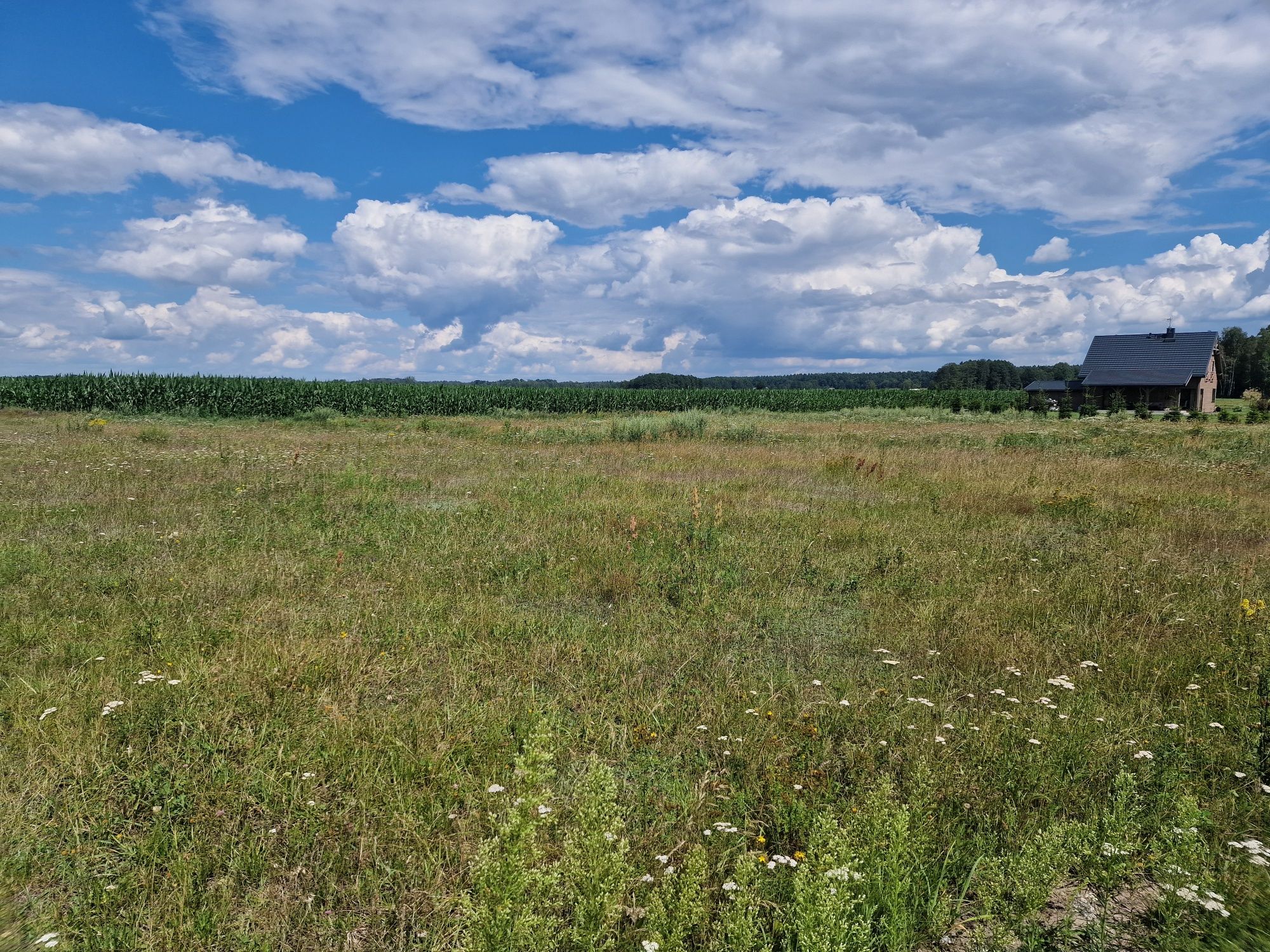 Działka z warunkami zabudowy 3500m2