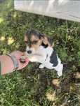 Beagle femea tricolor