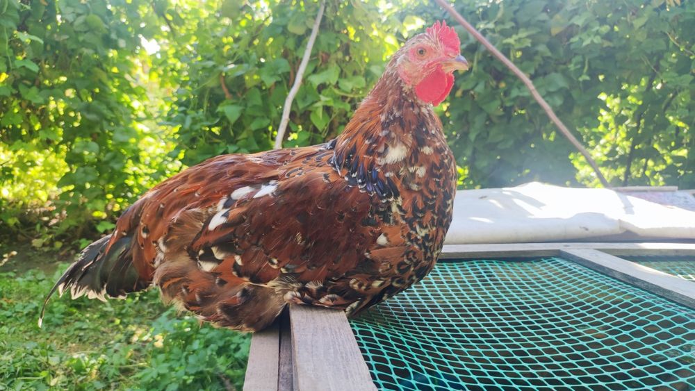 Півень,Когут породи Лівенська Ситцева