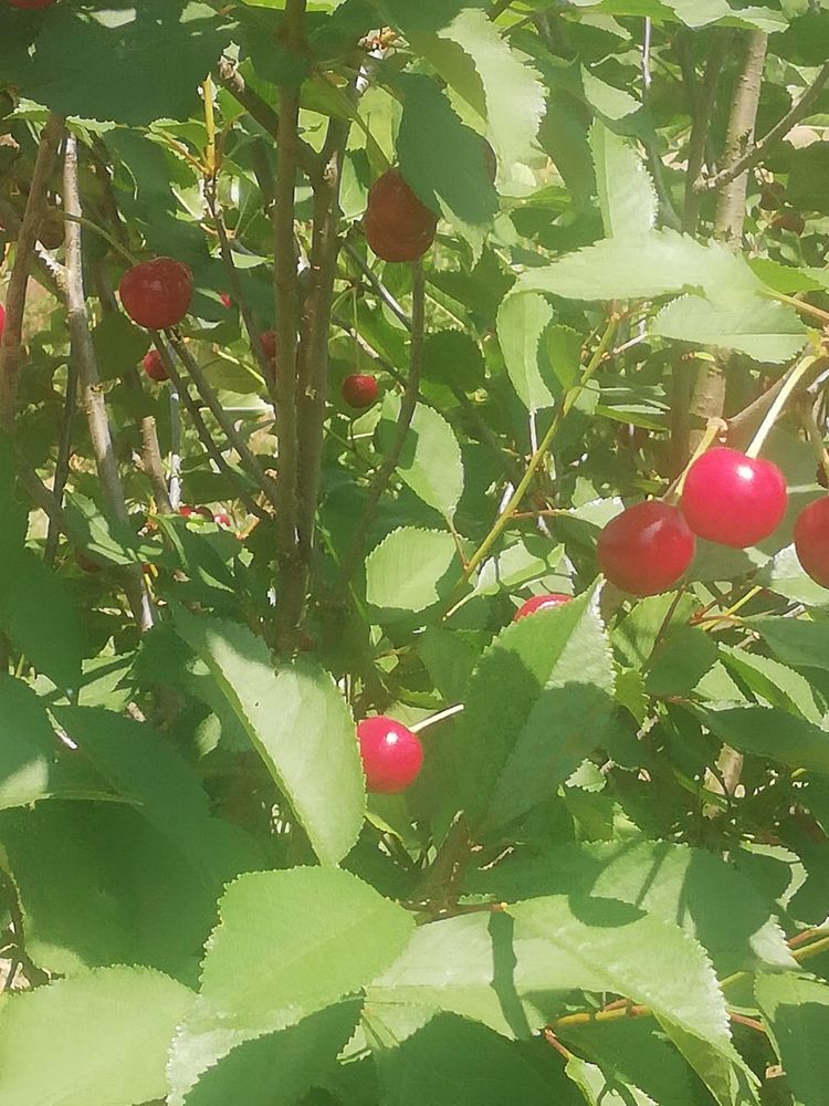 Ginja fresca (colhida no proprio dia)