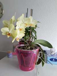 Продам орхідеї  в необмеженій кількісті.