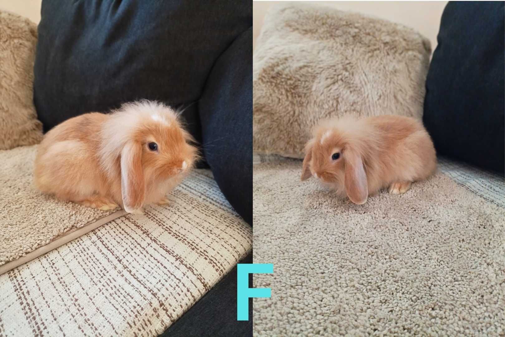 Coelhinhos bébés cruzados de LOP e LOP Cabeça de Leão