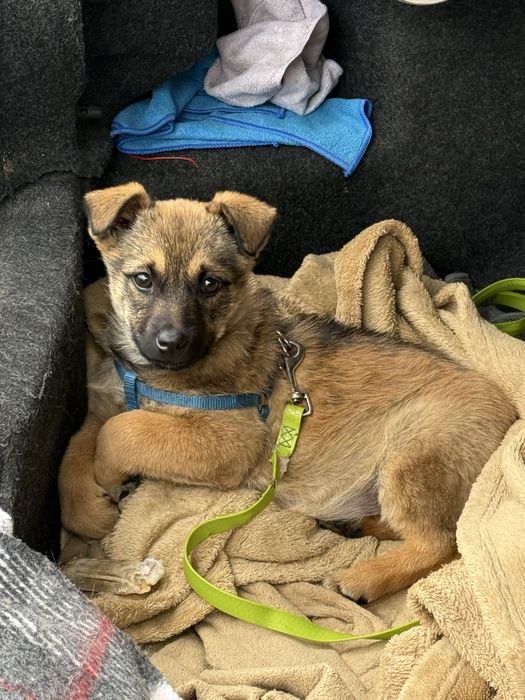 Віддам в добрі руки безкоштовно