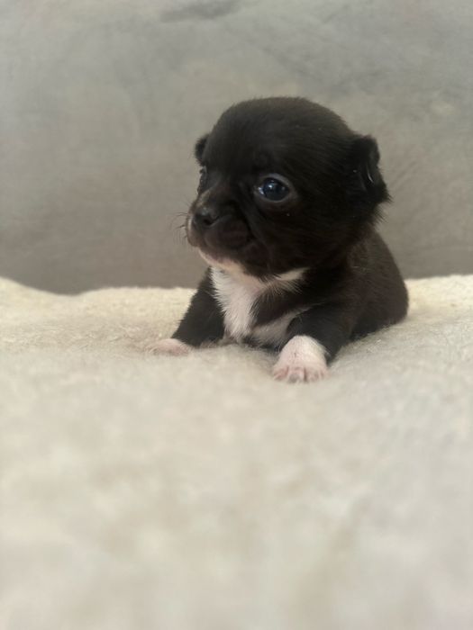 Chihuahua chlopczyk xxs, rodowod