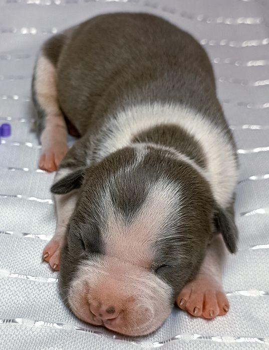 Сіра дівчинка АСТ вільна для резерву,КСУ,розплідник.