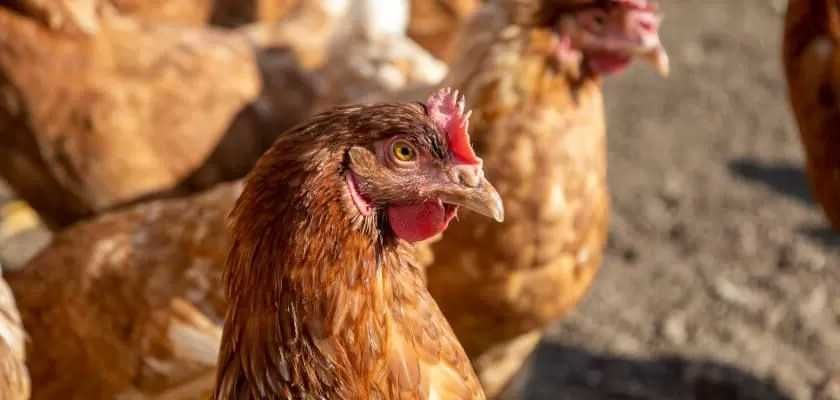 kury nioski strusie  koncentrat   karma super wydajność