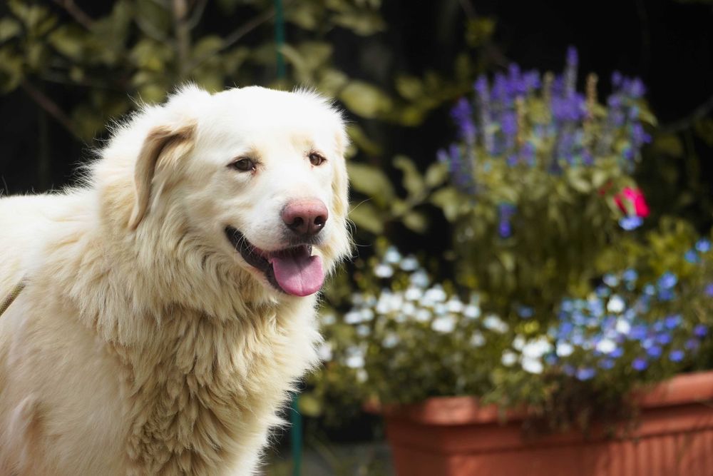 Amir - piękny duży pies szuka domu