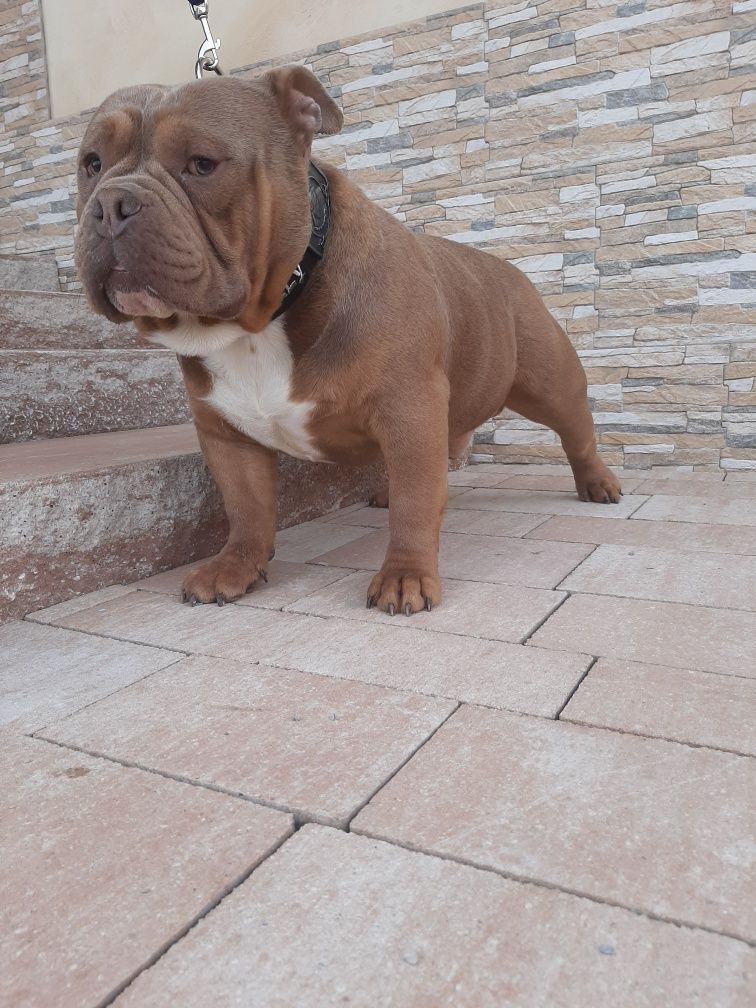 American bully chocolate tricolor pocket