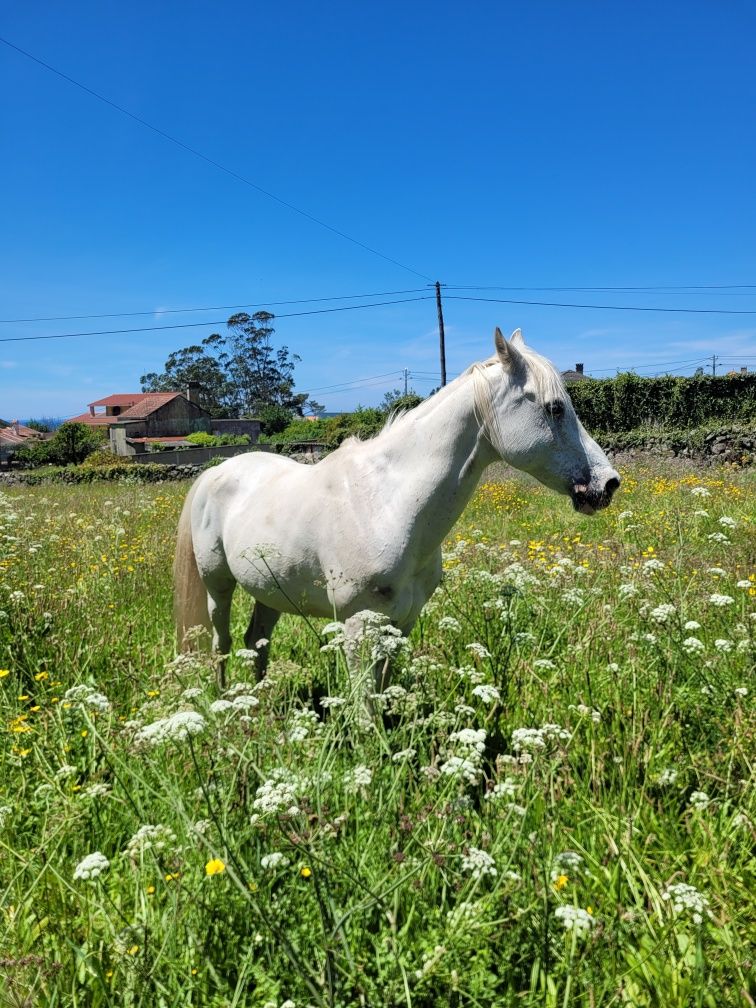 Cavalo psa castrado