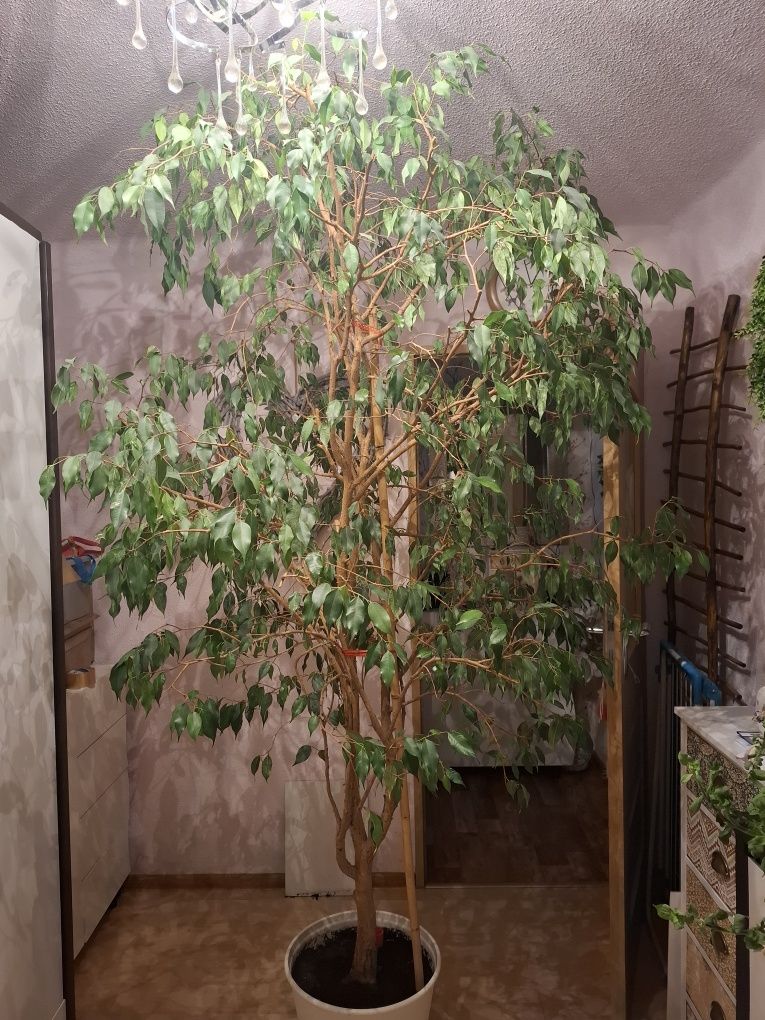 Fikus 2.5 m z doniczka