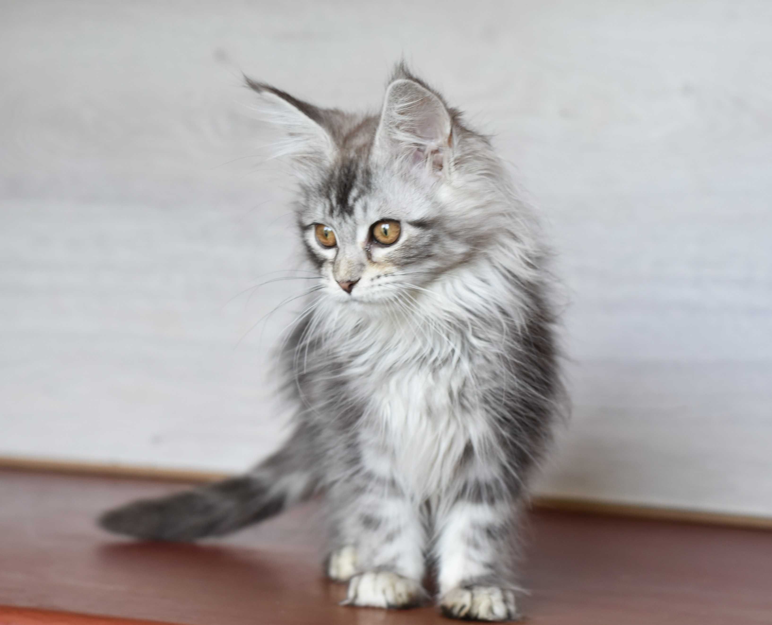Котенок для ценителей серебра