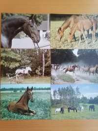 Konie, pocztówki Raczkowska, Stachurski, PRL