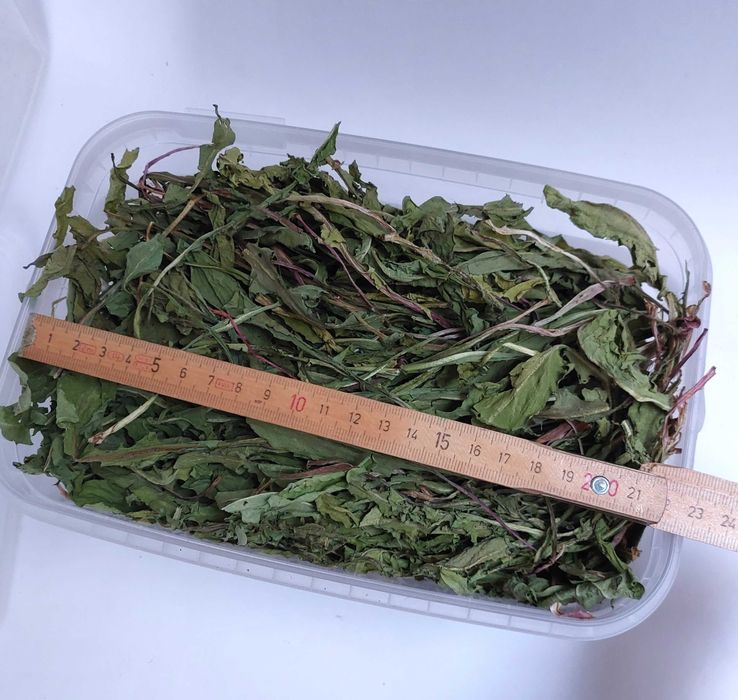 mniszek lekarski liść  120 g  #królik #koszatniczka #kawia