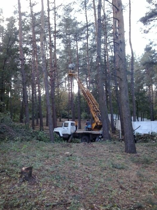 Розчищення ділянок Зрізання, обрізка, Видалення дерев Вирівнювання.