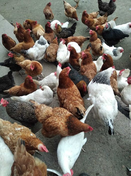 Jajka wiejskie od kur z wolnego wybiegu DOWÓZ tel. 503,,574,,840