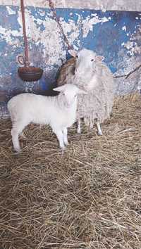 Owce jagnięta  młode