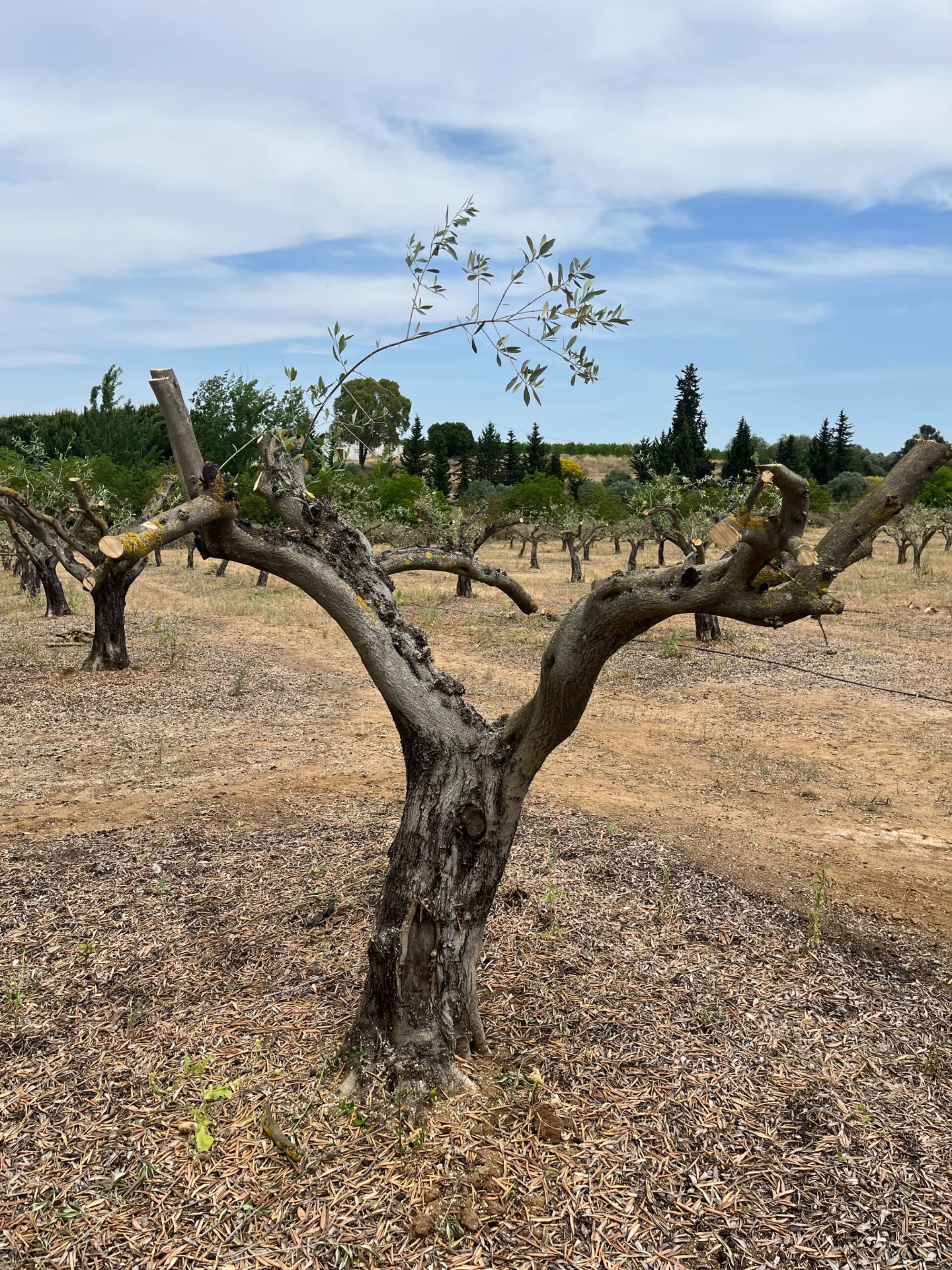 Oliveiras pequenas