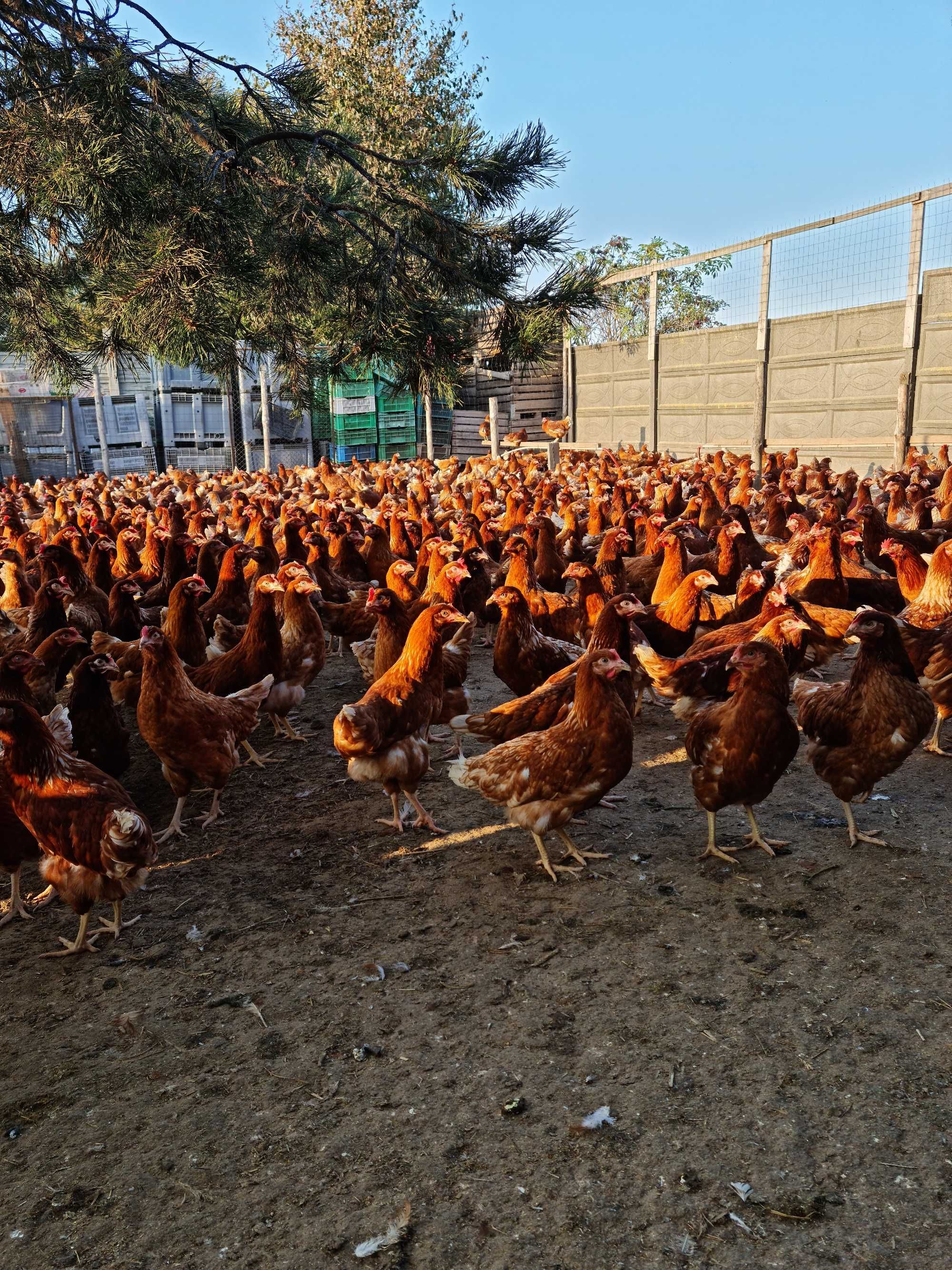 KURY NIOSKI KURKI MŁODE z jajkami 25 tyg. ROSA LEGHORN z dowozem