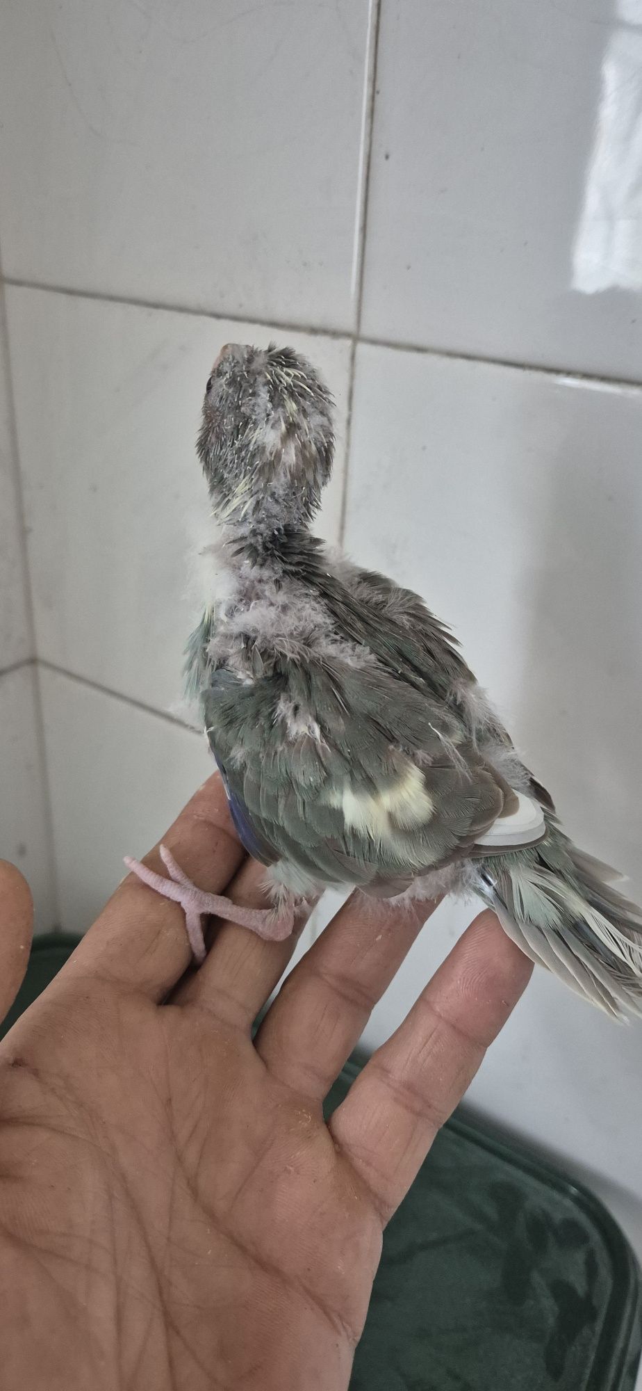 Kakariki e pyrrhuras serem criadas à mão