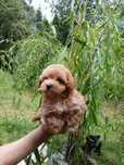 Maltipoo -  suczka