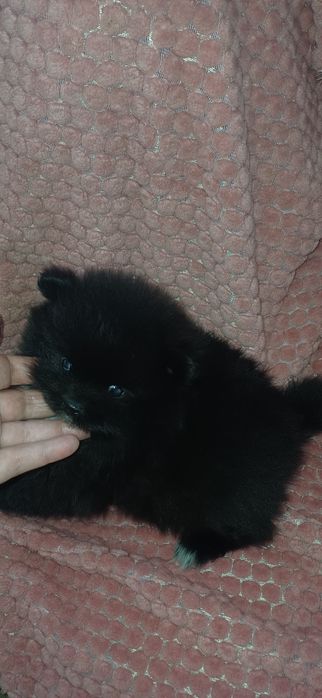 Lulu da Pomerânia macho