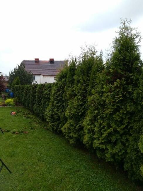 Wycinka przycinka ,czyszczenie drzew ,usługi rębakiem ,koszenie traw !