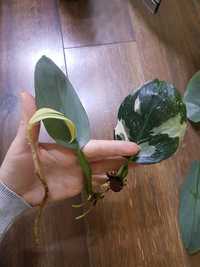 Philodendron hadtatum,philodendron white knight,costus arabicicus vari