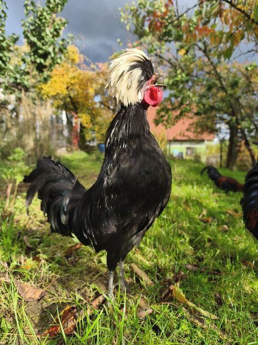 Bialoczub holenderski, koguty, z Wielkanocy tego roku