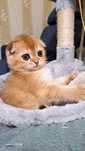 Scottish fold   Colden