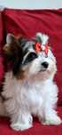 Biewer Yorkshire Terrier  sunia rodowod pełny 4 pokolenia ZHPR